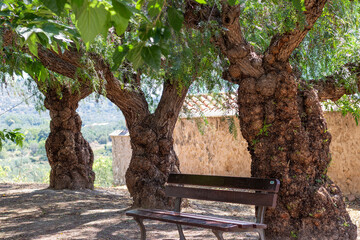 Arboles ornamentales y de sombra; Schinus molle