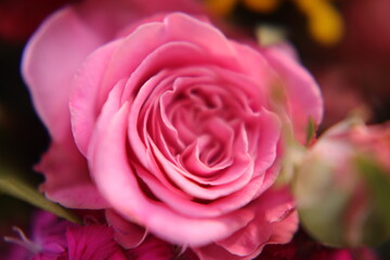 pink rose close up