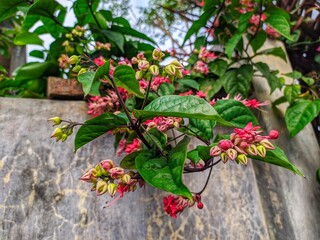 beautiful and fresh little red flowers thrive in the garden