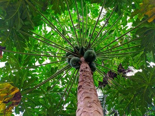 Papaya tree in the garden near the house and is bearing fruit