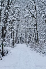 A snowfall in Victoria BC left Gowland Todd Park and Inlet in a snowy, frozen state.  Trails and trees were covered in freshly fallen snow. 