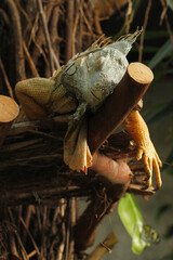 Large iguana sleeping on a branch. 