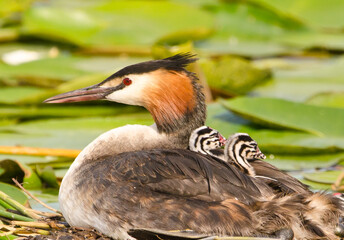 A beautiful great crested grebe carrying a tiny fledgling