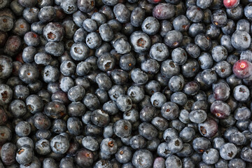 画面一杯に撮影したブルーベリー