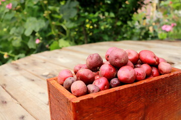 red colored potatoes close-up in a box selective focus.