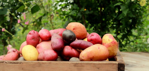 colored potatoes close-up in a box selective focus.