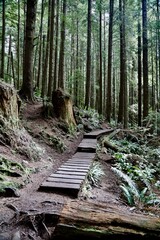 A trail with a foot bridge through a forest on the west coast of Vancouver Island, British Columbia, Canada.