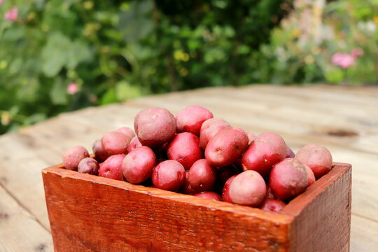 Holzscheffel Bilder Durchsuchen 628 Archivfotos, und