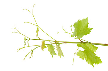 Green branch of grape vine isolated white background. Sprig with leaves of grapevine.