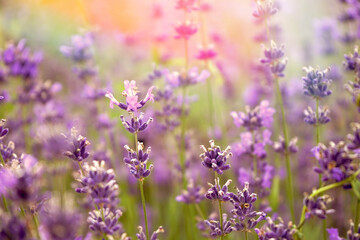Blühender Lavendel im abendlichen Sonnenlicht , Close-Up, Blüte, Lavendelblüte
