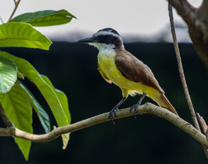 Enfoque selectivo de un gran bienteveo común posado en la rama de un árbol en la naturaleza