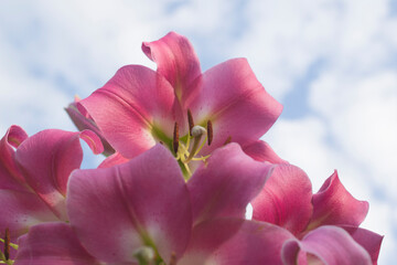 Macro photo, close-up of pink lilies growing against the blue sky in the garden.