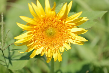 Sunflowers can be seen in the summer