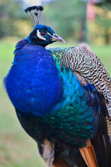 Fototapeta premium Close up of a profile of a bright blue peacock.