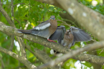 Tiro de ángulo bajo de dos palomas perchadas en una rama de árbol con hojas verdes en el fondo