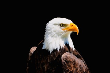 Portrait of a bald eagle