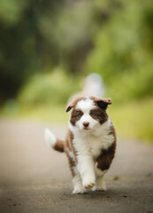 Cute brown border collie puppy with the owner in the park, happy