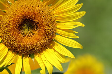 Fototapeta premium toward an axis, as in a sunflower