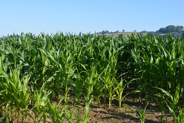 Corn field, Somerset