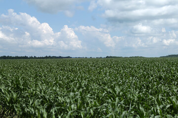 Fototapeta na wymiar green corn field under blue sky