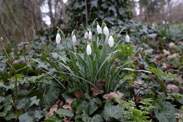 Fototapeta premium snowdrops in the forest