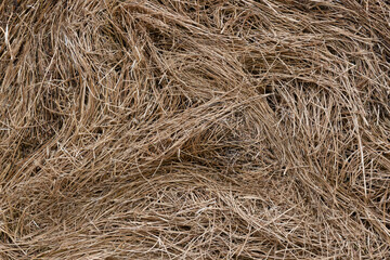 Dry straw or hay for texture. Eco animal feed. Concept background