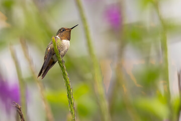 Orangekehlelfe (scintillant hummingbird)