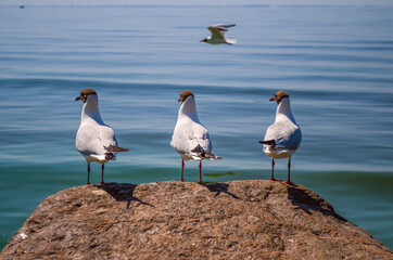 Three gulls on a large stone look into the distance against the background of the bay.