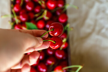Defocus female hand holding and hanging two sweet cherries tail on craft wrinkled old paper background and box of cherries. Organic food. Summer fruits and berries. Shiny bright red fruits. Vitamin