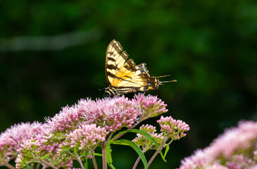 Tattered tiger swallowtail on pink flowers in Newbury, New Hampshire.