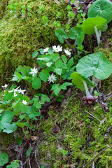 Wildflowers in Whiteoak Sink, Great Smoky Mountains