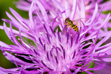 Hover fly on a monarda flower in Newbury, New Hampshire.