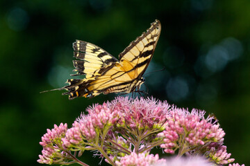 Tiger swallowtail butterfly on Joe Pye Weed in New Hampshire.