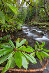Fires Creek in Nantahala National Forest