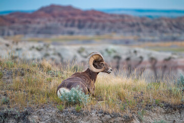 Big Horn Sheep in the Badlands