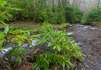 Fires Creek in Nantahala National Forest
