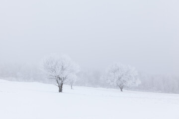 Fototapeta na wymiar Trees covered by rime in the wintertime . Winter scenery with snowy fields