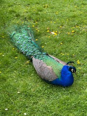 peacock in the park