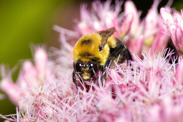 Bumble bee on Joe Pye Weed in Newbury, New Hampshire.