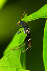 Wasp beetle on green leaf in Newbury, New Hampshire.