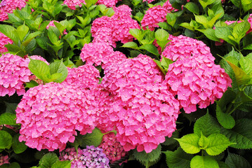 赤いアジサイの花