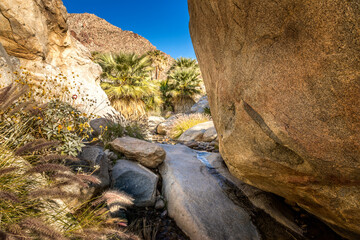 Palm trees along a creek in the Anza Borrego State Park, California