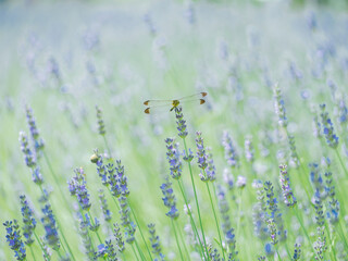 ラベンダーとトンボ