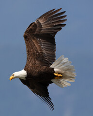 Bald Eagle Just Cruising

