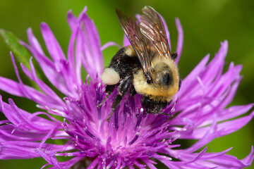 Bumble bee on monarda flower in Newbury, New Hampshire.