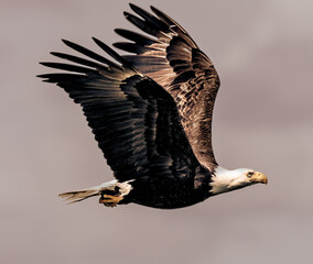 Bald Eagle With Deliberate Purpose
