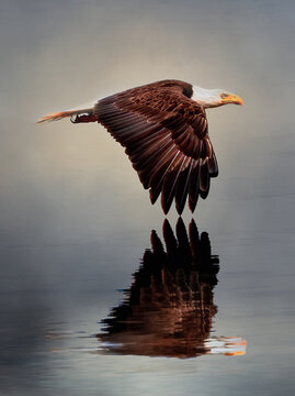 Bald Eagle Precision Flight
