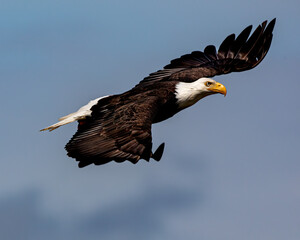 Valiant Bald Eagle