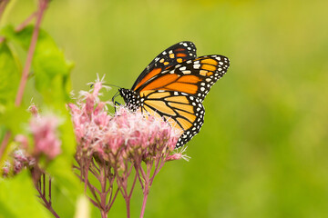 Monarch butterfly on Joe Pye Weed in Newbury, New Hampshire.