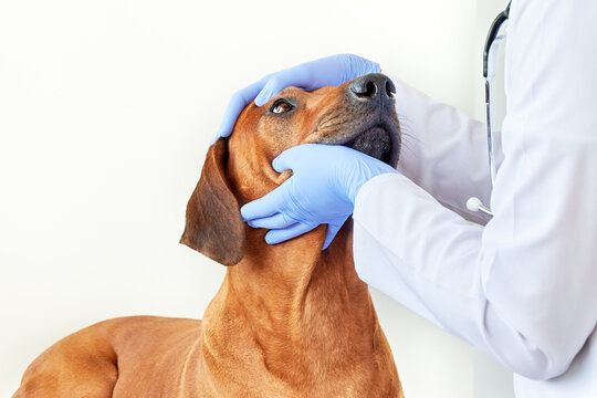 Veterinarian ophthalmologist examining dog's eyes